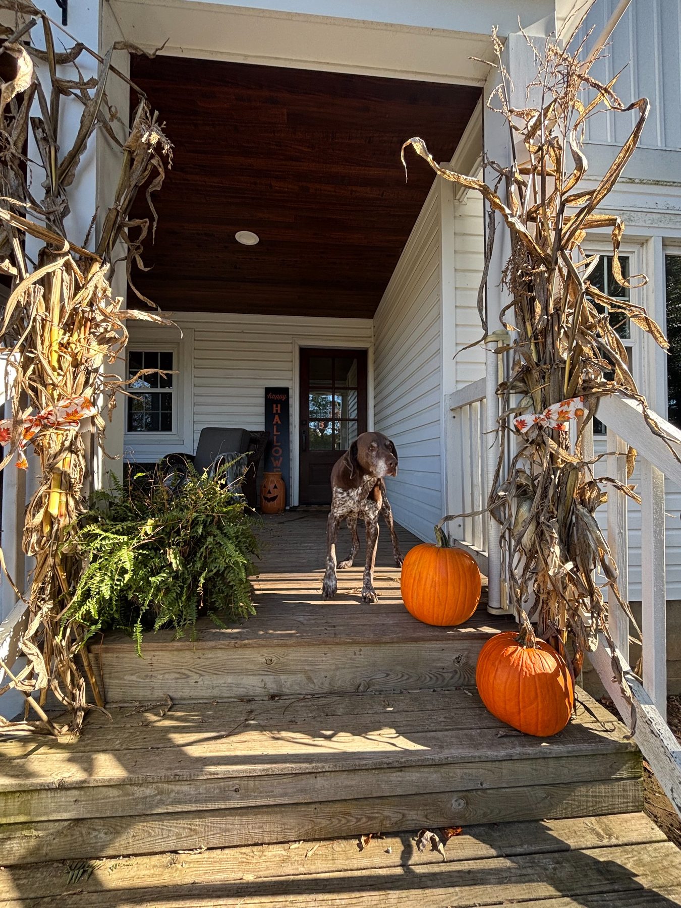Fall porch decorated with pumpkins and corn stalks